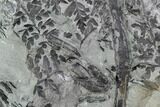 Fossil Fern (Sphenopteris) Plate - Alabama #112706-1